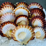 Tasmanian Scallop - Half shell dozen